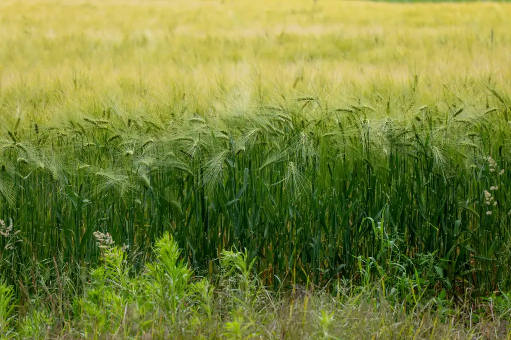 智能可视门铃与智能锁联动方案在公寓安防中的应用实践